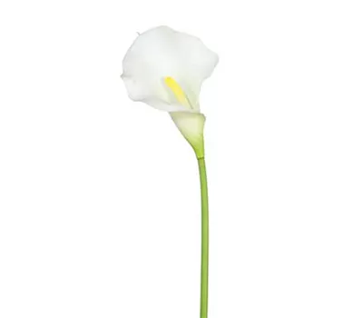 Calla 36cm