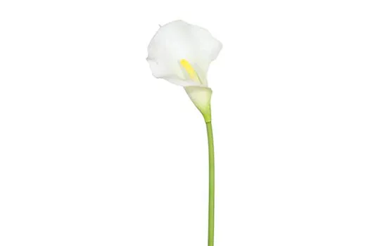 Calla 66cm weiß