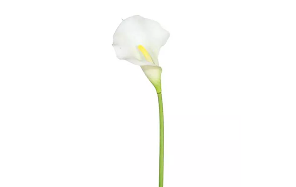 Calla 66cm weiß