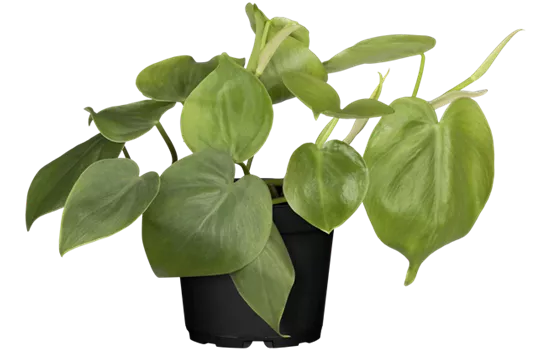 Philodendron scandens