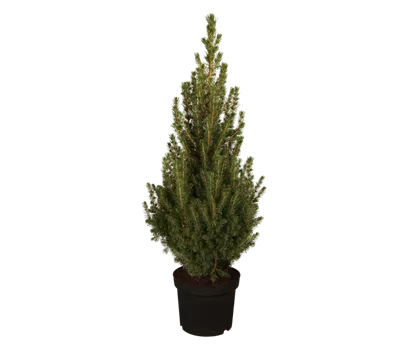 Picea glauca 'Conica Perfecta'