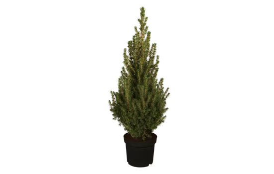 Picea glauca 'Conica Perfecta'