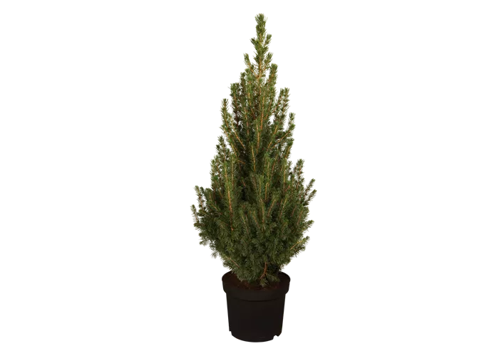 Picea glauca 'Conica Perfecta'