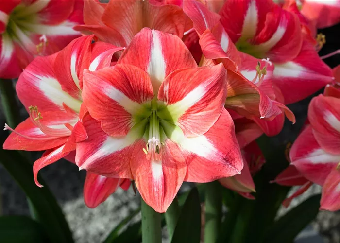 Hippeastrum 'Exotic Striped'