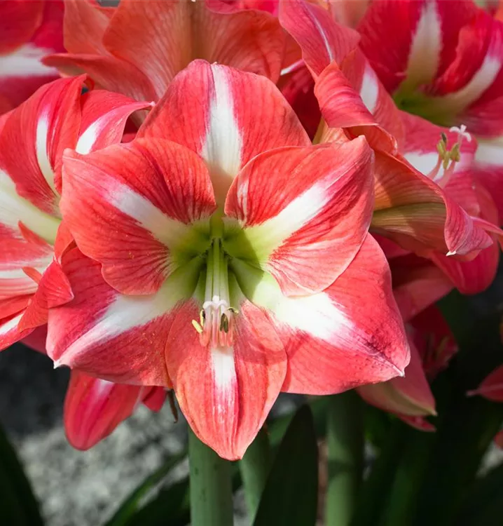 Ritterstern / Amaryllis