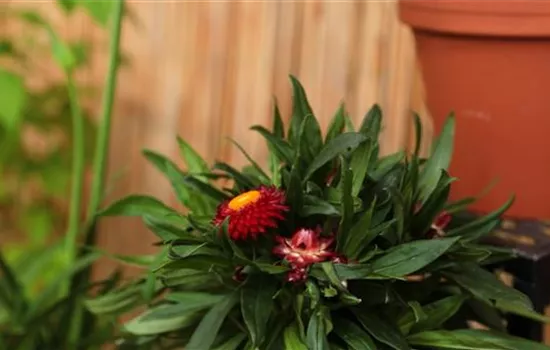 Garten-Strohblume - Einpflanzen in ein Gefäß