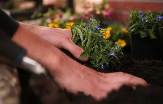 Männertreu - Einpflanzen in den Garten