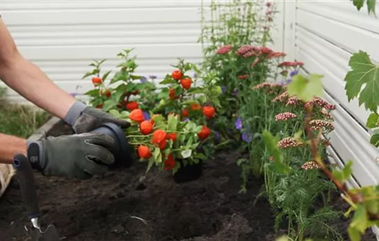 Physalis - Einpflanzen im Garten