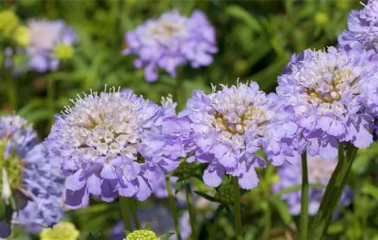 Taubenskabiose - Einpflanzen im Garten