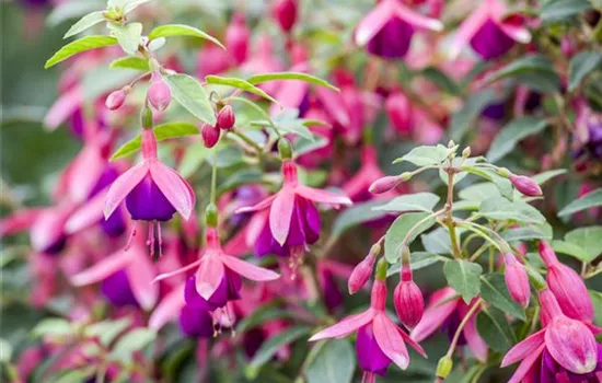 Fuchsien als Blickfang