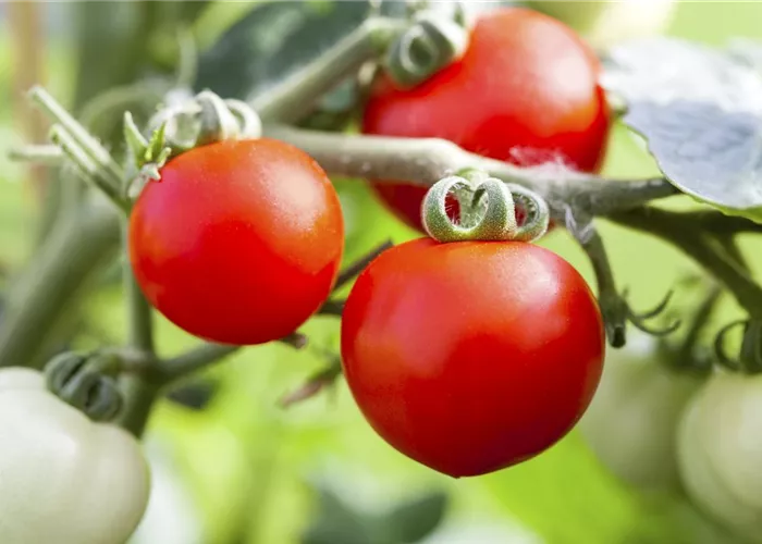 Tomatenrausch - So gelingen Anzucht, Kultur und Ernte