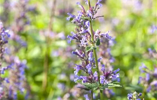 Nepeta