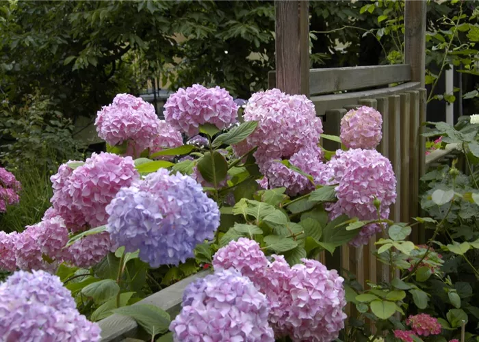 Die Hortensie im Garten – durstige Schönheit mit Charakter