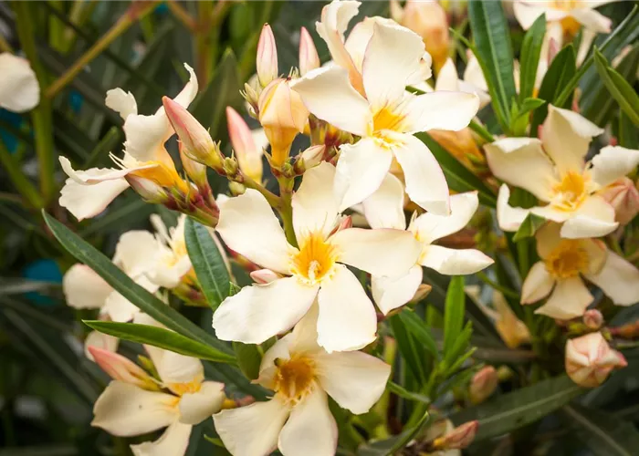 Oleander – Blütenpracht bei richtiger Pflege