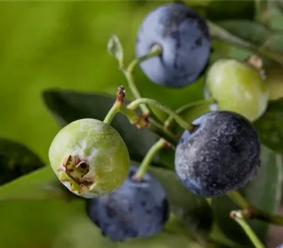 Vaccinium corymbosum 'Sunshine Blue'