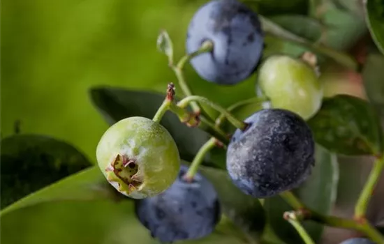 Vaccinium corymbosum 'Sunshine Blue'