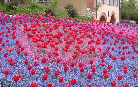 Gartenjahr voller Blüten – Blumenzwiebeln für jede Jahreszeit