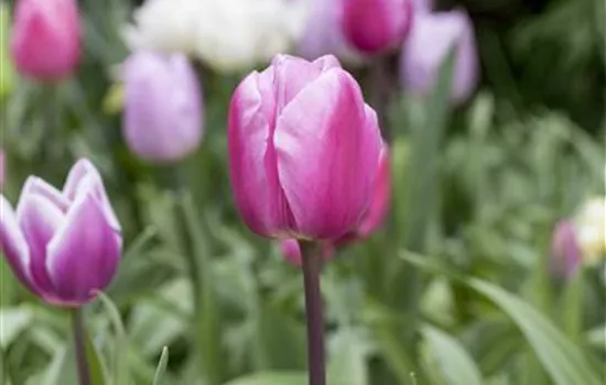 Vergessene Blumenzwiebeln im Frühjahr setzen