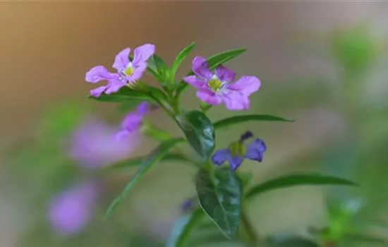 Köcherblume - Einpflanzen im Garten