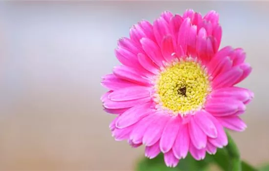 Gerbera - Einpflanzen im Garten