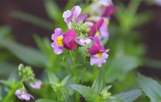 Elfenspiegel - Einpflanzen im Garten