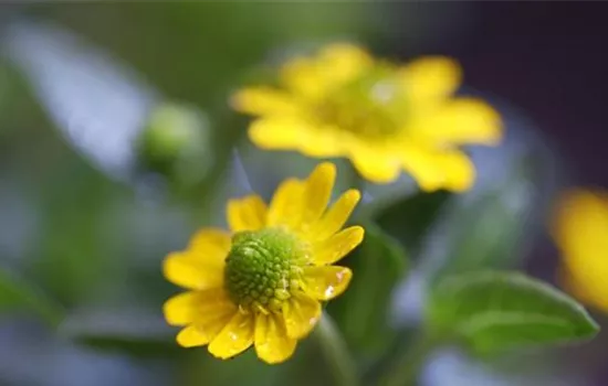 Husarenknopf - Einpflanzen im Garten