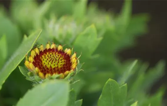 Kokardenblume - Einpflanzen im Garten