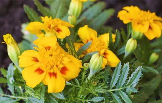 Studentenblume - Einpflanzen im Garten