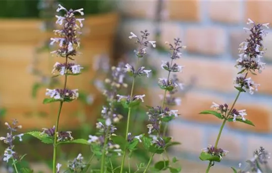 Katzenminze - Einpflanzen im Garten