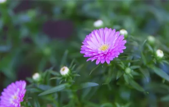 Glattblatt Aster - Einpflanzen im Garten