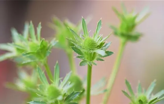 Edeldistel - Einpflanzen im Garten