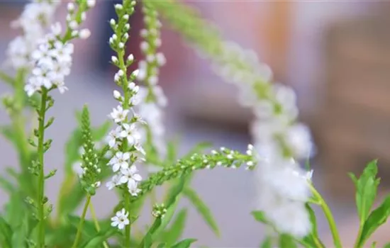 Schneefelberich - Einpflanzen im Garten