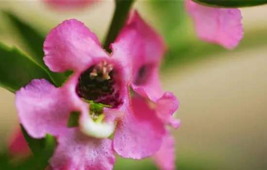 Angelonia - Einpflanzen im Garten