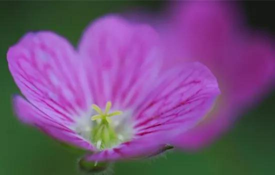 Reiherschnabel - Einpflanzen im Garten