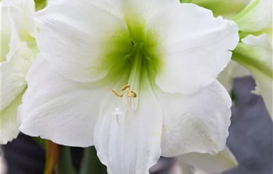 Hippeastrum 'Arctic White'