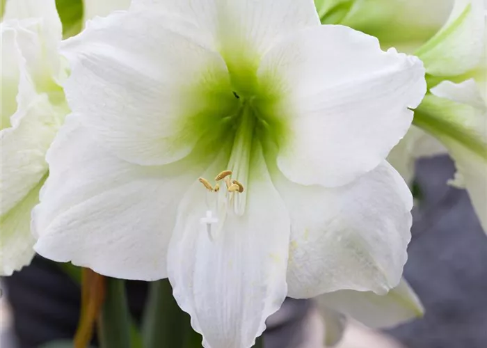 Hippeastrum 'Arctic White'