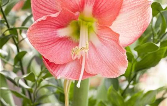 Hippeastrum 'Sweet Pink'