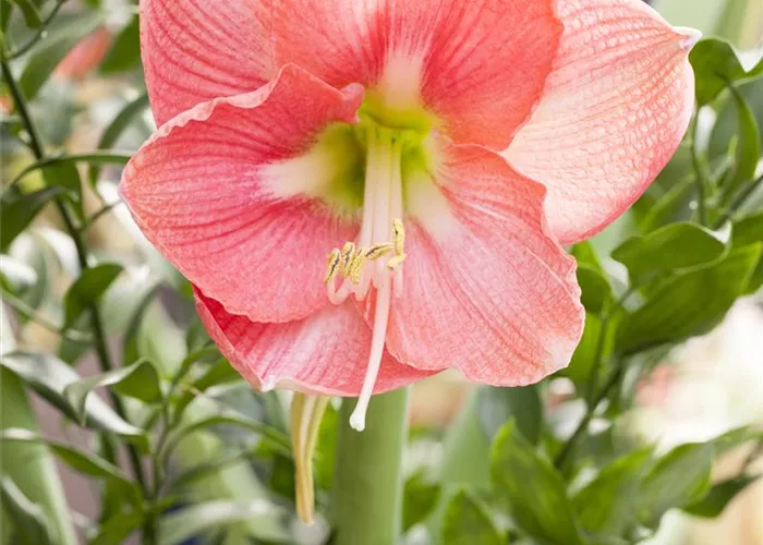 Hippeastrum 'Sweet Pink'