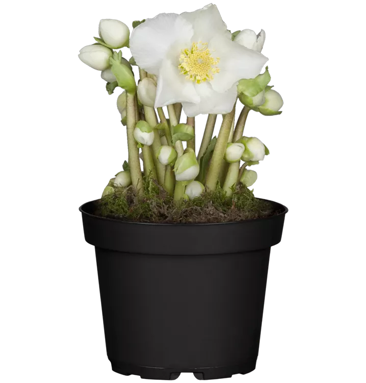 Christrose 'Verboom Beauty'; Blattlose Christrose