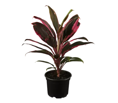 Cordyline fruticosa 'Tango'