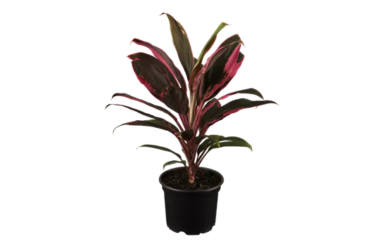 Cordyline fruticosa 'Tango'