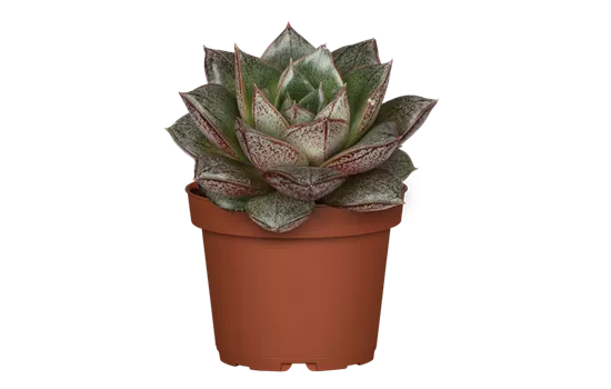 Echeveria purpusorum