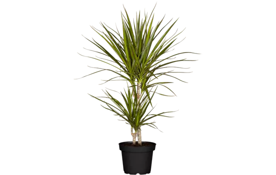 Dracaena marginata