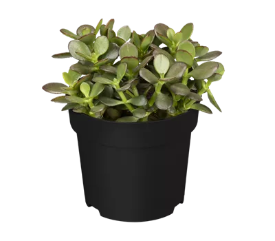 Crassula ovata var. minor