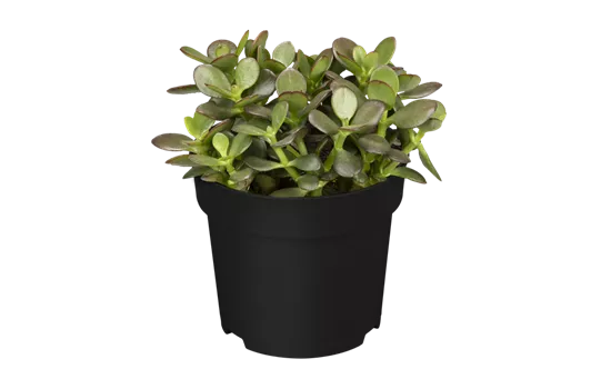 Crassula ovata var. minor