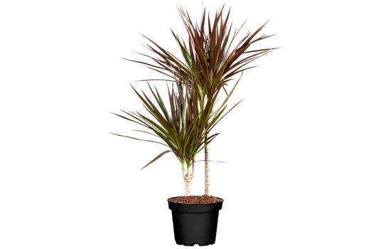 Dracaena marginata 'Magenta', Stamm