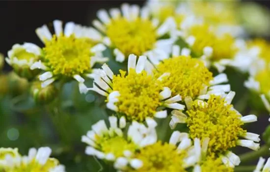 Pazifik-Margerite - Einpflanzen im Garten