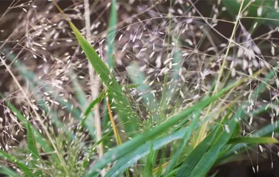 Liebesgras - Einpflanzen im Garten