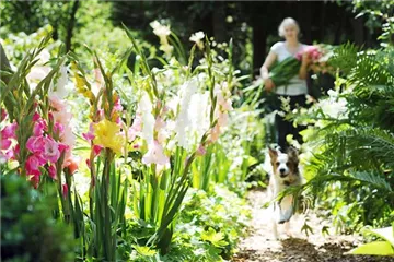 Blütenmeer am Gartenzaun