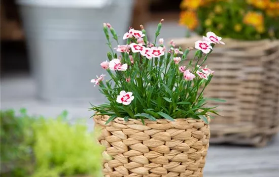 Dianthus 'Peach Party'®